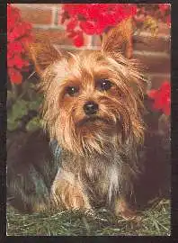 x02718; Hund. Yorkshire Terrier.