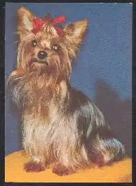 x02719; Hund. Yorkshire Terrier.