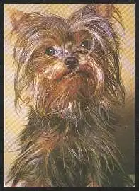 x02720; Hund. Yorkshire Terrier.