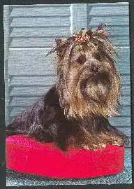 x02721; Hund. Yorkshire Terrier.