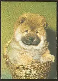 x02724; Hund. Chow Chow.