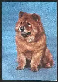 x02725; Hund. Chow Chow.