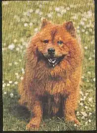 x02726; Hund. Chow Chow.