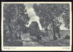 x02859; Birkenweg. Lüneburger Heide.