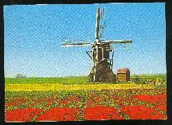 x03119; Holland. Mühle mit Tulpen.