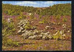 x03486; Lüneburger Heide Heide Idyll.