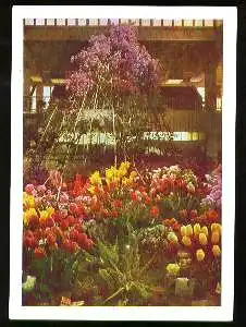 x03849; Hamburg. Internationale Gartenbau Ausstellung: Frühjahrs Eröffnungsschau in der Ernst Merck Halle.