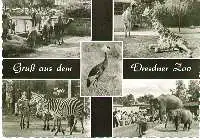 x04197; Dresdner ZOO.