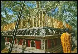 x05643; Anduradhapura. Sri Lanka. The sacred Bo Tree.