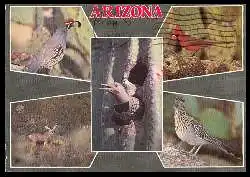 x06220; Arizona. Wildlife.