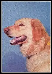 x06301; Bildkalender »Freude an Hunden«. Hovawart.