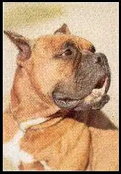 x06302; Bildkalender »Freude an Hunden«. Junger deutscher Boxer.