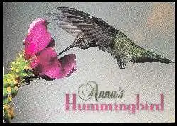 x06418; ANNA&#039;S HUMMINGBIRD.