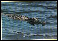 x06419; Florida. Don&#039;t Mind the Florida Gator The Water&#039;s Fine.