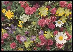 x06503; Wiesenblumen.