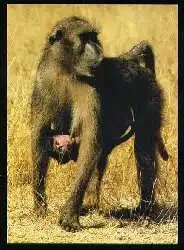 x08104; Chacma. Bobboon. Southern Afrika.