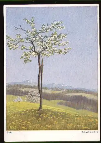 x11610; Hely. Blütenbäumchen. Ackermanns Kunstverlag.