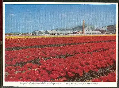 x11667; Schülp ü. Heide. Holstein. Tulpenfeld mit Gewächshausanlage von H. Diener Sohn.