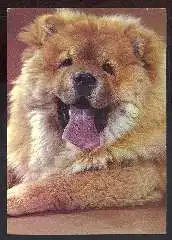 x11728; Hund. Chow Chow.