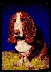 x11733; Hund. Basset.