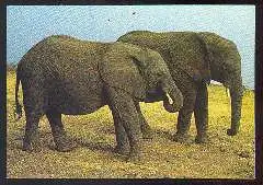 x11736; Elefanten.