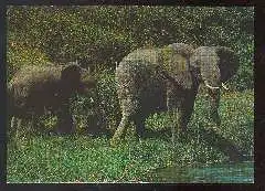 x11737; Elefanten.