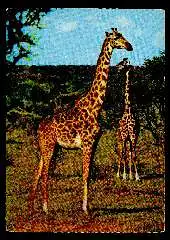 x11762; Giraffen.