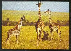 x11763; Masai Giraffen.