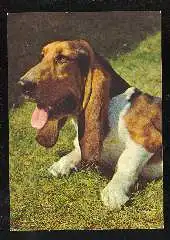 x11815; Hund. Basset.