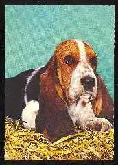 x11816; Hund. Basset.