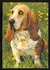 x11818; Hund. Basset.