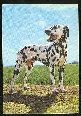 x11852; Hund. Dalmatiner.