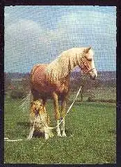 x12038; Pferd und Hund.