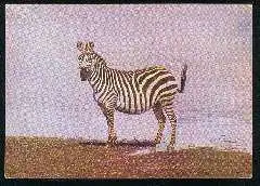 x12063; Zebra.