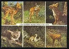 x12072; Tiere im Nationalpark Bayerischer Wald.