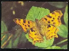 x12075; Schmetterling. Polygonia c album L.