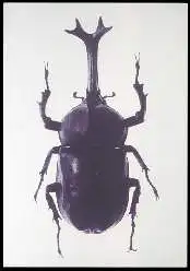 x12172; Beetle Masoo ota.