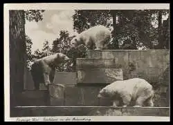 x12376; Leipziger Zoo: Eisbären in der Bärenburg.