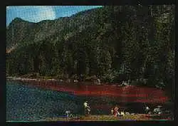 x12696; Lago Di Tovel. Lago Rosso. Dolomiti di Brenta..