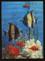 x13029; Fisch. Skalar.3 Dkarte.