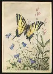 x13082; Schmetterlinge.