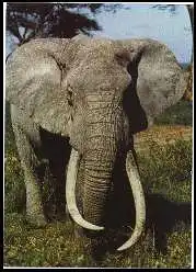 x13516; Elephant.