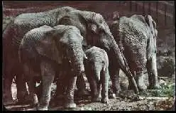 x13517; Elephants.
