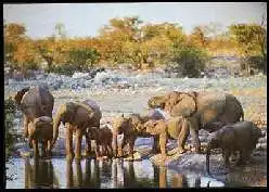 x13518; Namibia. African Elephants.