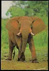 x13519; Elephant.
