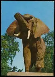 x13523; Elephant.