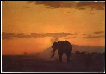 x13539; East African wild life. Elephant against sunrise.