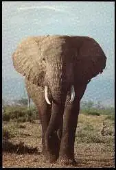 x13560; Nairobi, Kenya. Elephant.