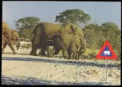 x13561; Namibia. Elefanten haben immer, Vorfahrt!.