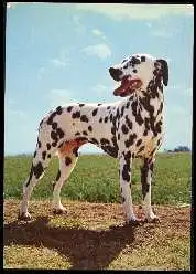 x13590; Hund. Dalmatians.